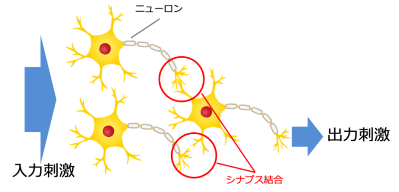 人間のニューラルネットワーク